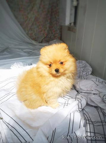 Adorable Chiot Spitz Nain Pomeranien 