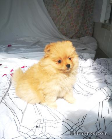 Adorable Chiot Spitz Nain Pomeranien