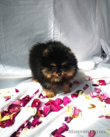 Adorable Chiot Spitz Nain Pomeranien