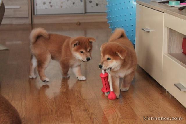 Adorable chiots shiba inu disponible pour adoption