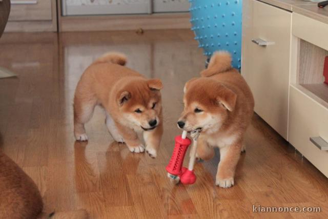 Adorable chiots shiba inu disponible pour adoption