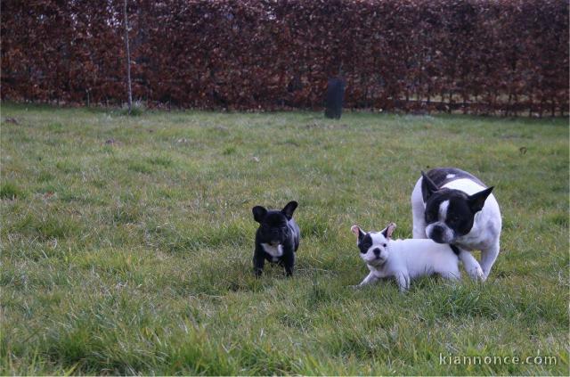 Magnifiques chiots Bouledogue Français disponible de suite