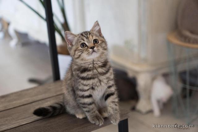 adorables chatons british shorthair male et femelle.