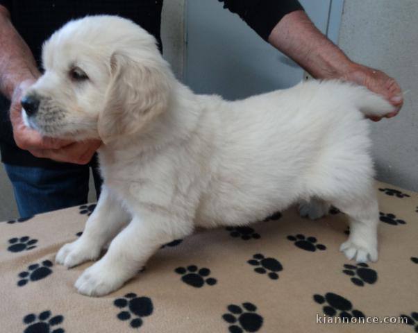 Adoption chiots golden retriever disponible