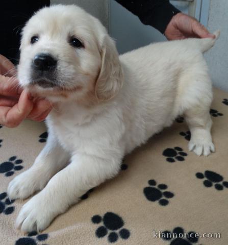 Adoption chiots golden retriever disponible