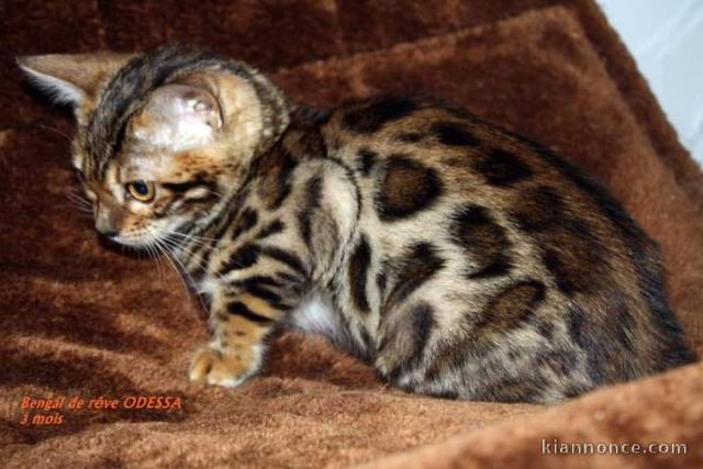 Magnifique chaton bengal en adoption 