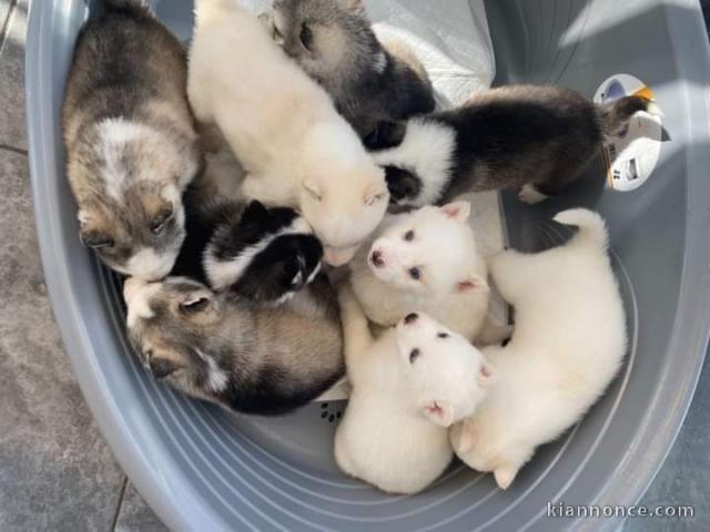 Je donne mes Husky sibérien contre bon soin