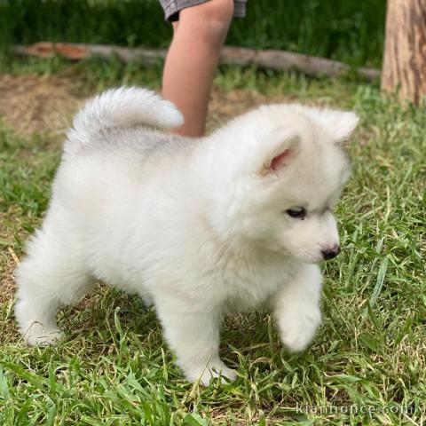 Je donne mes Husky sibérien contre bon soin 