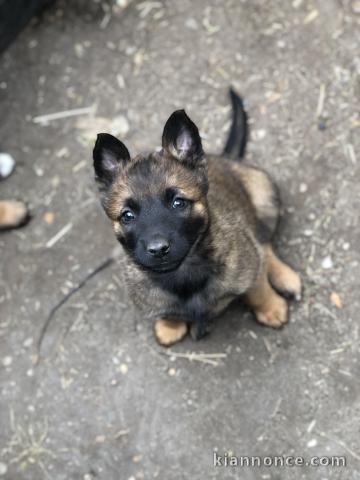 Chiots malinois à adopter 