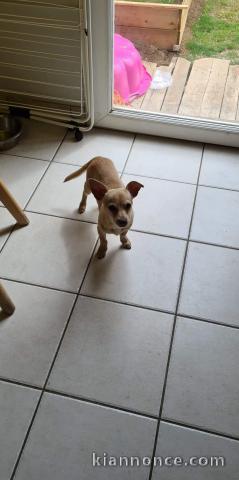 Chiot 5 mois chihuahua jack rusel 