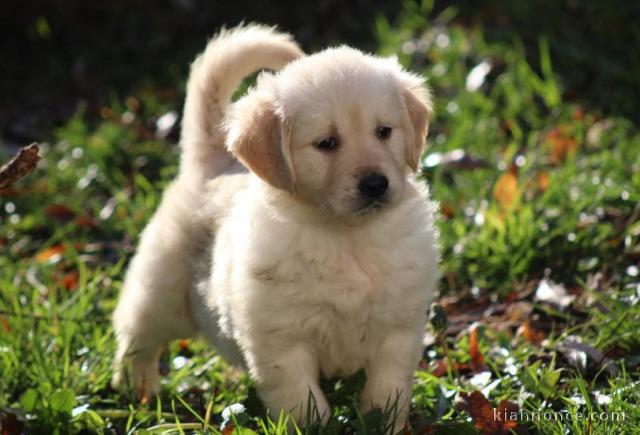 MAGNIFIQUE CHIOT GOLDEN 