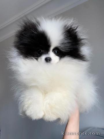 Notre chiot spitz nain exotique 