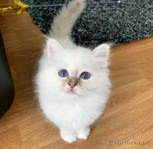 Magnifique chaton sacré de birmanie en adoption