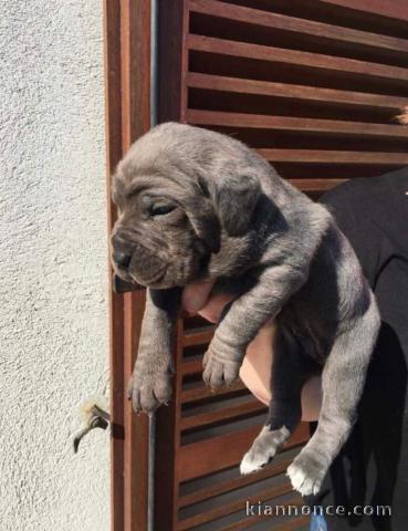 Magnifique bouledogue français en adoption