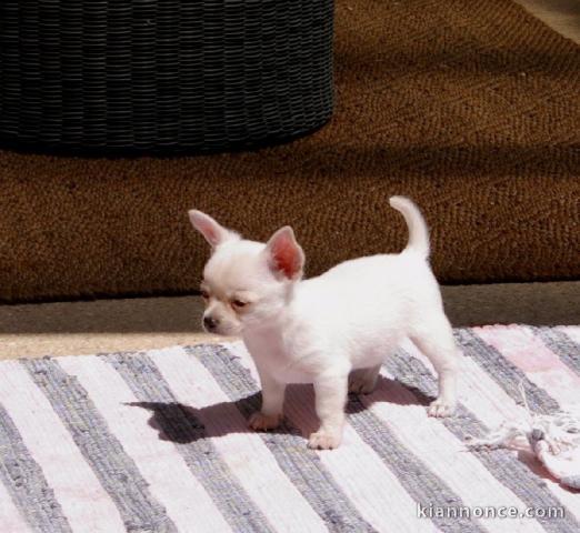 A donner chiot Chihuahua femelle