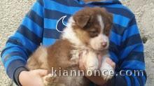 A Donner Chiot Type Berger Australien Femelle