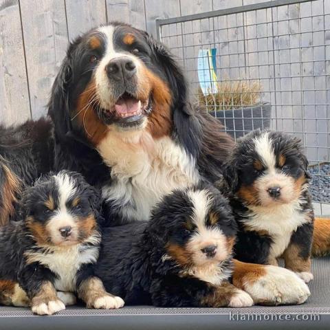 Magnifique Chiot Bouvier Bernois