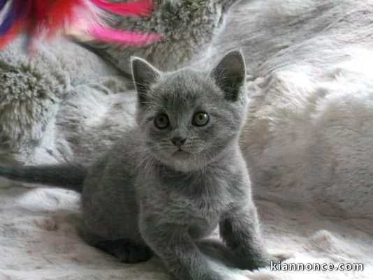  magnifiques chatons chartreux