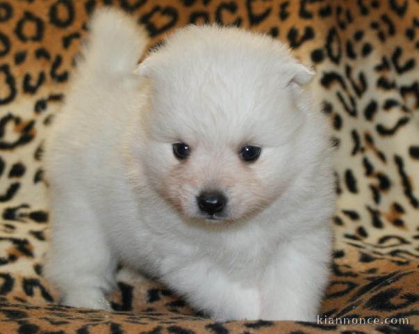 A donner chiot type spitz japonais femelle