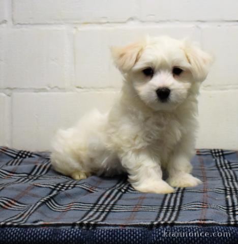 Adoption chiots bichon maltais disponible