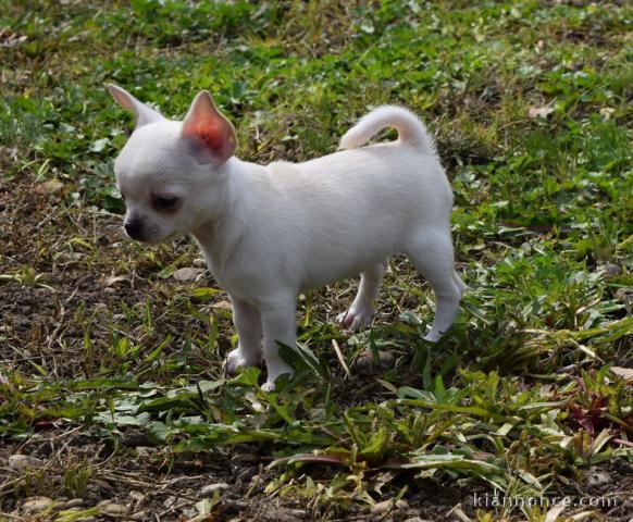 Chiots chihuahua femelle et mâle à donner