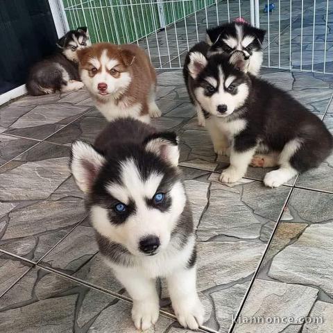 je donne mes chiots des bebes huskys siberiens ages de trois mois