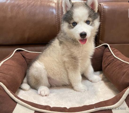 Chiots Husky de Sibérie LOF disponibles