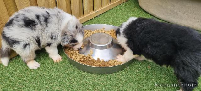 A réserver chiots Berger Australien LOF