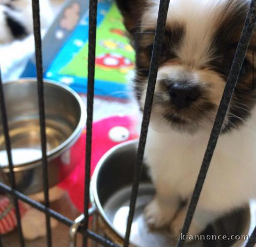 A donner chiot Epagneul français nommé PAKORA