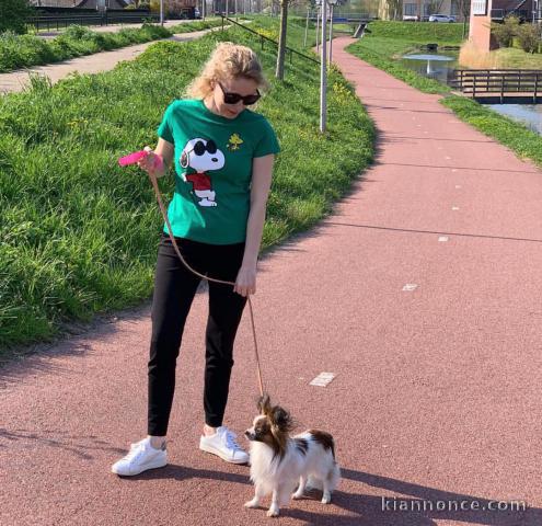 A donner chiot Epagneul français nommé PAKORA