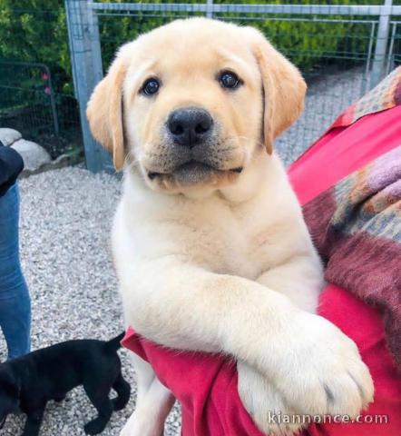 Magnifique chiot labrador en adoption pour de bonne famille