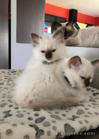 Magnifique chaton sacré de birmanie en adoption pour de bonne fam