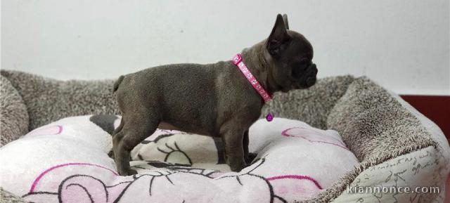 Magnifiques chiots Bouledogues Français l.o.f à réserver