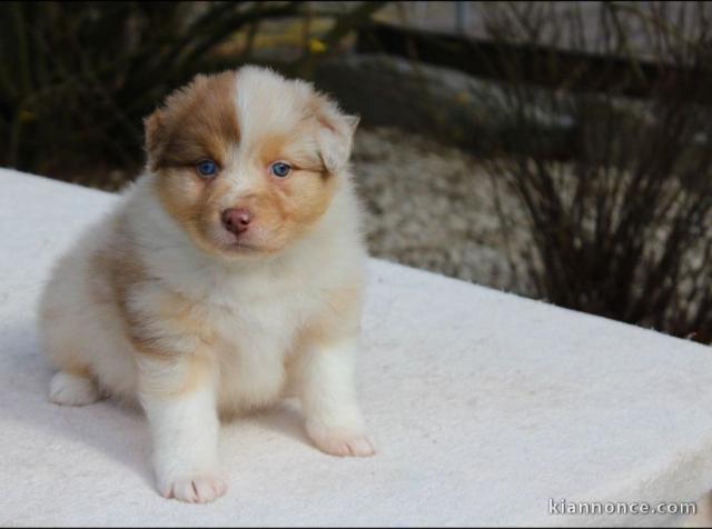 Donne mignonne Chiot Berger Australien