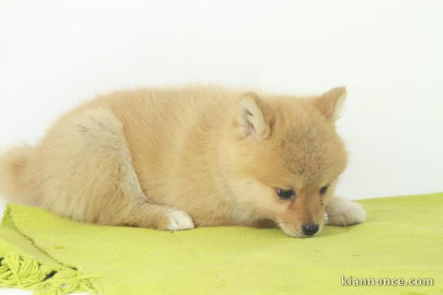 Disponible chiot pomsky.          