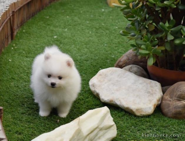 Belle chiot de Spitz Nain blanc à donner