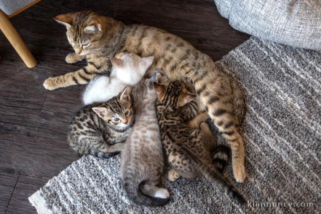 Superbes chatons Bengal 