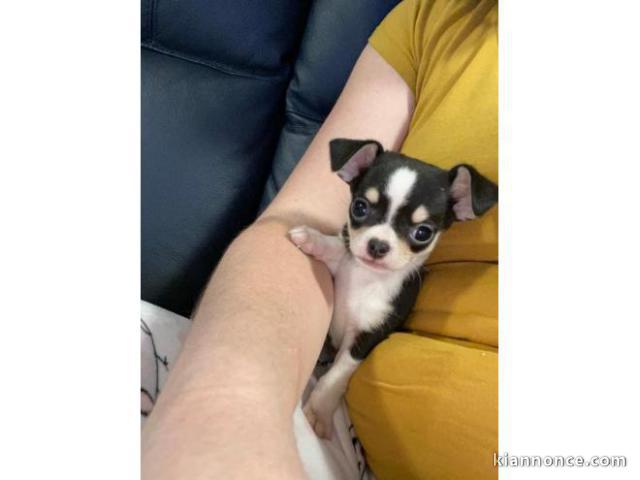 chiot chihuahua a donne pour adoption