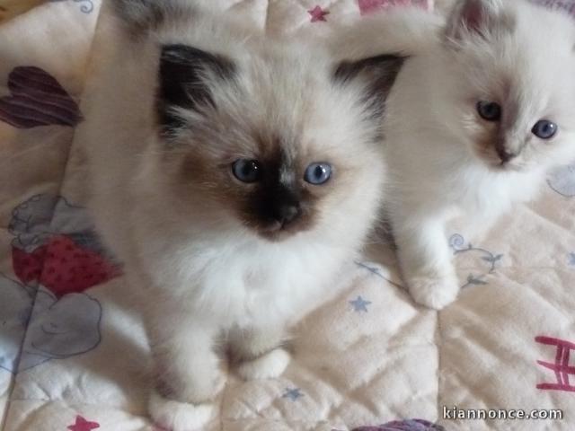 Magnifique chaton sacre de Birmanie