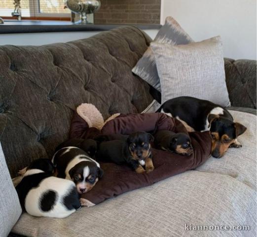 Adorables Chiots Jack Russell LOF à donner