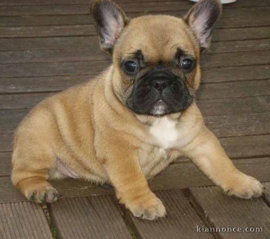 A donner chiots bouledogue français