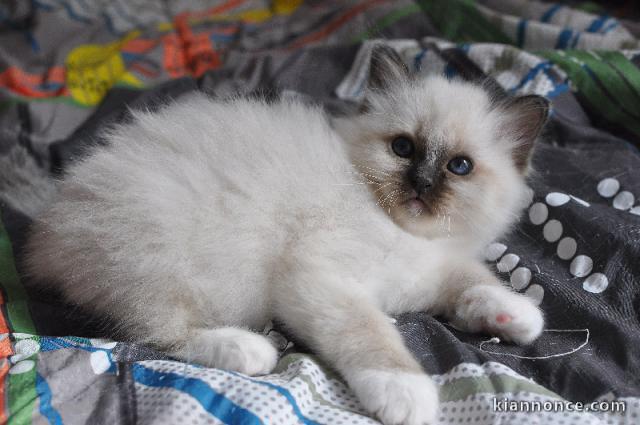 Magnifique chaton sacre de Birmanie