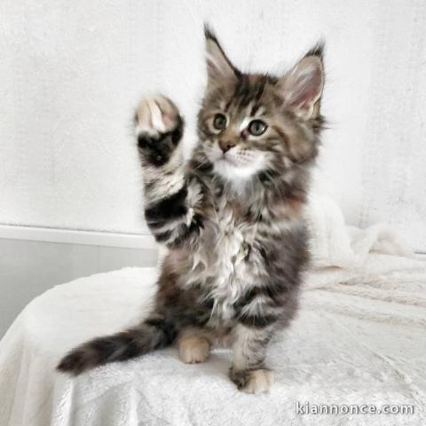 Chaton Maine Coon adorable