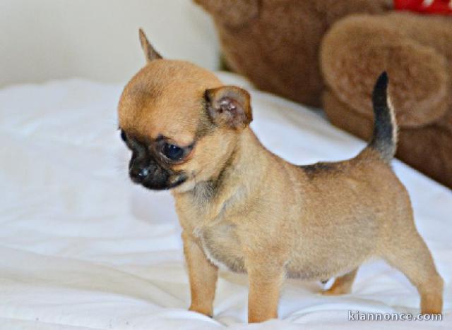 Chiot chihuahua  a donner