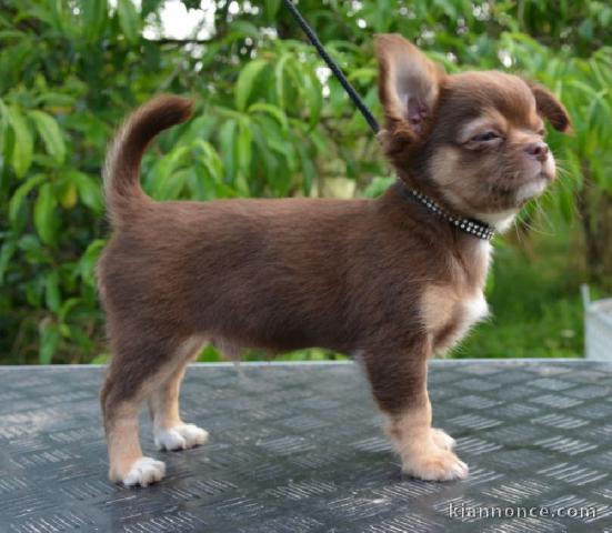 Chiot chihuahua  a donner