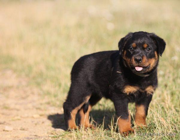 A donner chiot rottweiler