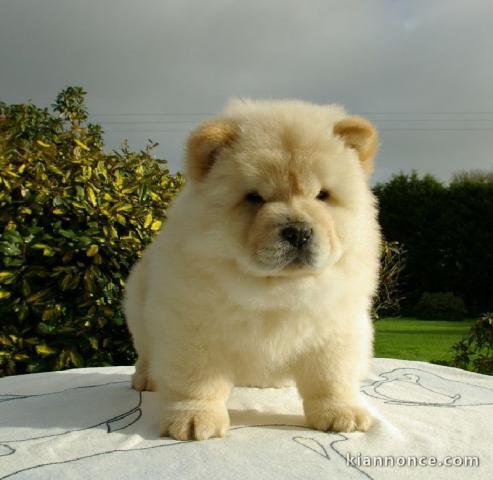 A donner magnifique chiot type chow chow femelle