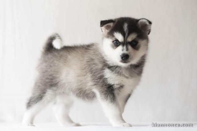 Magnifique chiot pomsky en adoption pour de bonne famille