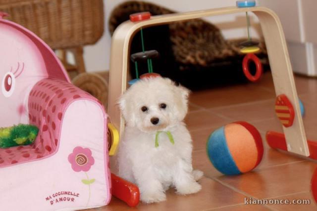 Chiot Bébé bichon frisé femelle à donner non lof