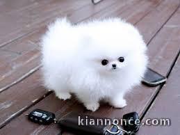 Pomeranian teacup lof a donner